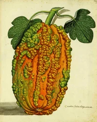 Erfgoedpompoen door Ulisse Aldrovandi