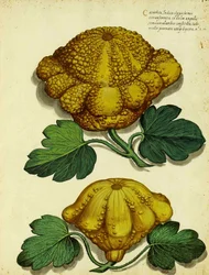 Erfstuk pompoen door Ulisse Aldrovandi