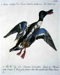 Wilde Eend in Vlucht, c.1767-76