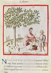 Ms 3054 fol.31 Kastanjes oogsten en koken, uit 
