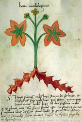Ms 320 M Fol.13r Herba Antollas Lupanas, uit 