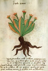 Ms 320 M Fol.34r Herba Victoria, uit 