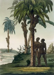 Inboorlingen klimmen in palmen met slingerhalsters rond hun heupen, 1820s-30s
