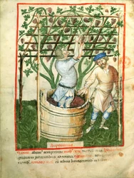 Druiven verzamelen en persen, uit Tacuinum Sanitatis, ca. 1390-1400