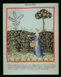 Nova 2644 f.41v Venkel oogsten, Tacuinum Sanitatis Codex Vindobonensis