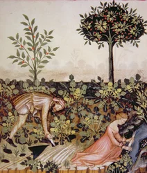 Nova 2644 fol.52r Oogsten van mierikswortel, uit Tacuinum Sanitatis Codex Vindobonensis