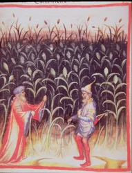 Nova 2644 fol.92v De Teelt van Suikerriet, uit Tacuinum Sanitatis