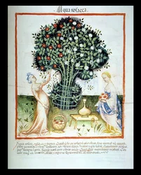 Rozenwater, uit de Tacuinum Sanitatis Codex Vindobonensis