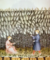 Oogsten van Tarwe, uit Tacuinum Sanitatis