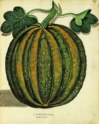 Pompoen, gepubliceerd in Piante Fiori Frutti