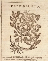 Witte peper van zwarte peperplant (Piper nigrum), gravure door Castore Durante