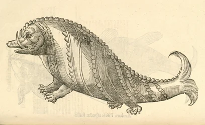 Illustratie van Aper Marinus Cetaceus uit Aldrovandis Geschiedenis van Monsters, 1642