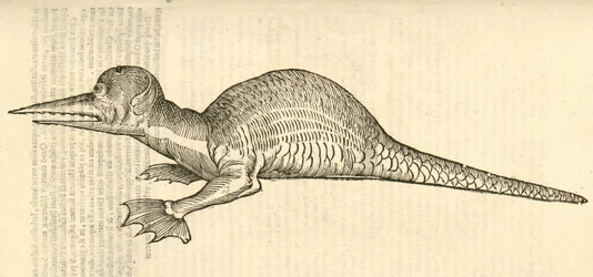 Illustratie van Draco marinus monophthalmos bipes uit Aldrovandis Geschiedenis van Monsters, 1642