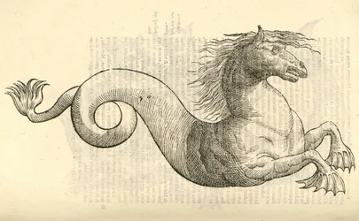 Illustratie van Equus marinus monstrosus uit Aldrovandis Geschiedenis van Monsters, 1642