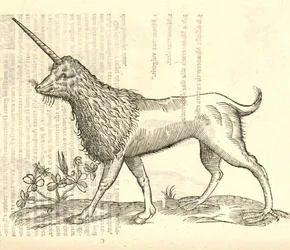 Illustratie van een Camphurch uit Aldrovandis Geschiedenis van Monsters, 1642