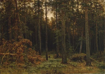 Pijnboombos, 1885