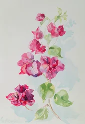Nr.2 Bougainvillea Rood
