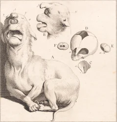 Een misvormde puppy