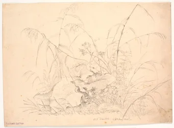 Plantenstudie. Riet en zuring