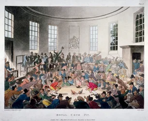 ‘Koninklijke hanengevechtsarena’, 1808