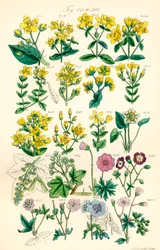 Pagina met kleurillustraties uit Britse Wilde Bloemen naar een werk van J. E. Sowerby en C. P. Johnson