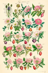 Pagina met kleurillustraties van Britse Wilde Bloemen naar een werk van J. E. Sowerby en C. P. Johnson