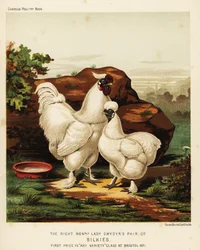 Zijdehoen of Zijde haan en hen