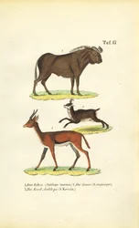 Afrikaanse dieren