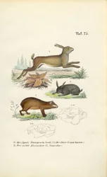 Agouti, haas en konijn