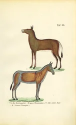 Aziatische wilde paarden: Dziggetai en Onager