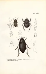 Kevers van de families Scarabaeidae en Hydrophilidae met anatomische details