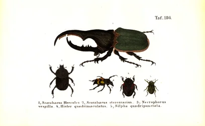Kevers van de families Scarabaeidae en Silphidae