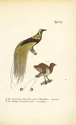 Paradijsvogels uit Nieuw-Guinea