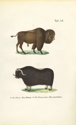 Bizons en muskusossen
