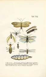 Caddisvliegen, steenvliegen en termieten met ontwikkelingsstadia