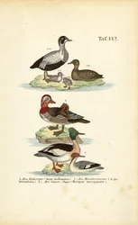 Eider, Mandarijneend en Sperwer
