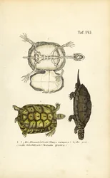 Europese waterschildpad en Griekse landschildpad