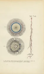 Reuze Blauwe Knoop en Rode Wortelkwal