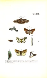 Schadelijke motten en hun ontwikkelingsstadia