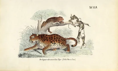 Jaguar en apen