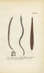 Geneeskrachtige bloedzuiger, regenworm en nereïde