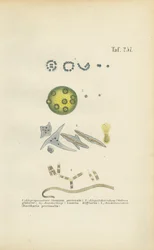 Micro-organismen: Gonium, Volvox en andere eencellige organismen