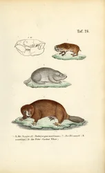 Molratten en bevers
