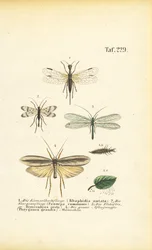 Neuroptera en hun ontwikkelingsstadia