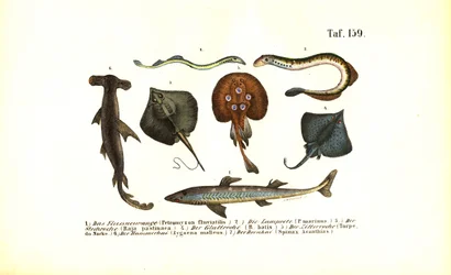 Primitieve vissen en roggen