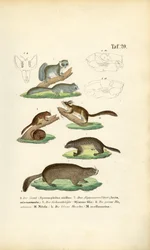 Knaagdieren uit de familie van de eekhoorn en de wormuis