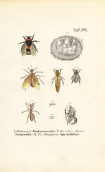 Sociale insecten met ontwikkelingsstadia