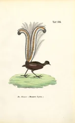 Schitterende liervogel