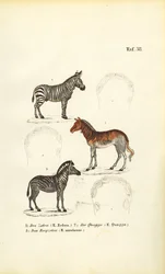 Drie zebra soorten