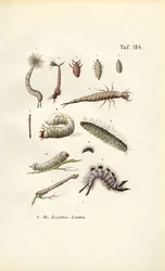 Diverse insectenlarven en hun morfologie